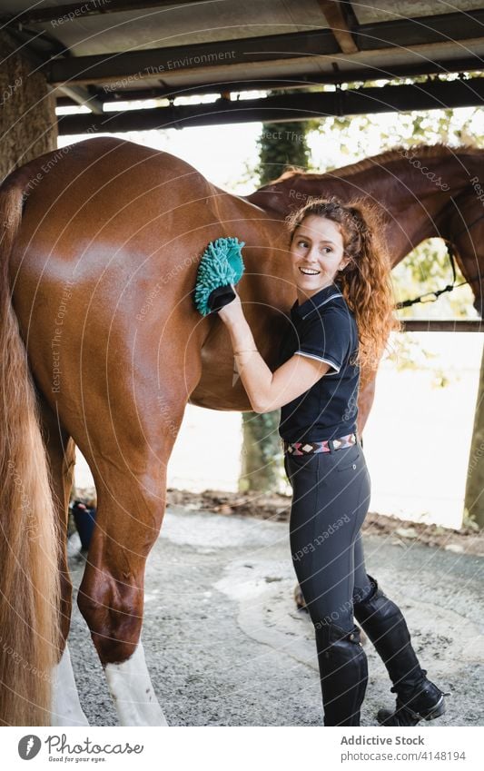 Young jockey brushing horse in stall grooming equestrian woman care stable rider mane animal female tool equipment reins bridle equine young busy concentrate