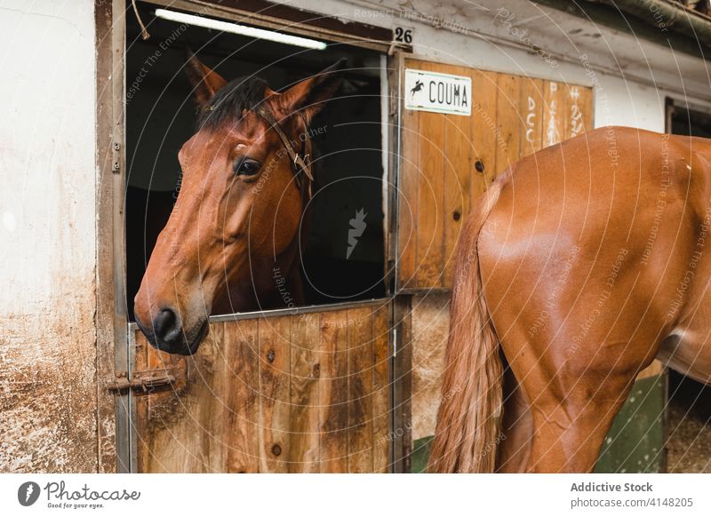 Cute horses in stable on ranch barn animal together countryside shabby chestnut equine domestic rural mammal pet old stallion calm farm smooth fur stand