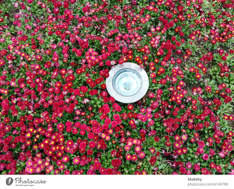 Modern round spotlight in a flowerbed with hundreds of red flowers in a park in Bursa, Turkey Flower Blossom Flowerbed Garden Bed (Horticulture) Red