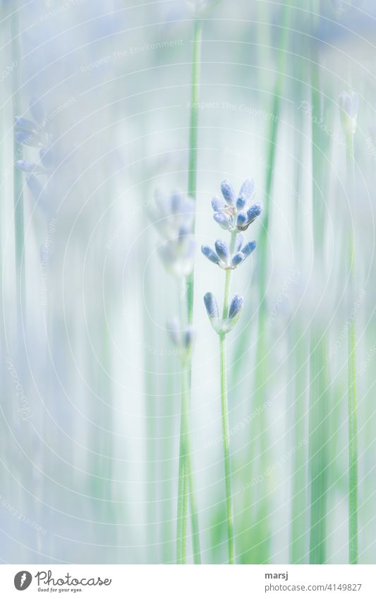 Lavender. Inconspicuous but fragrant Plant Blossom flower bud Violet Fragrance Colour photo Nature Flower Summer Shallow depth of field naturally stalk