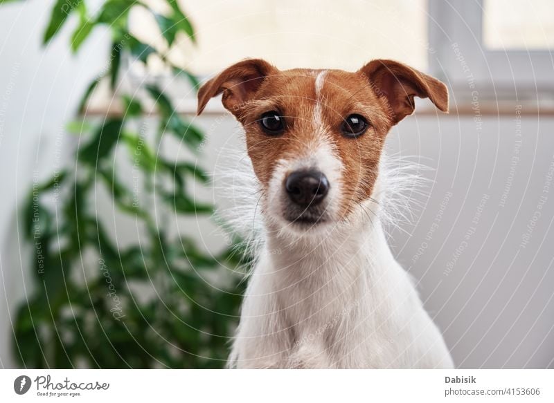 Dog portrait at home. Jack Russell terrier looking at camera pet alone animal cute beautiful plant sad owner puppy white adorable young small domestic paw breed