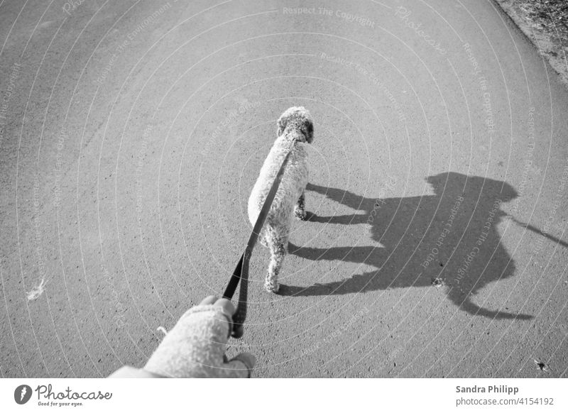 Dog walking on leash with shadow image Pet To go for a walk Walk the dog Exterior shot Friendship animal welfare Movement Black & white photo Street Human being