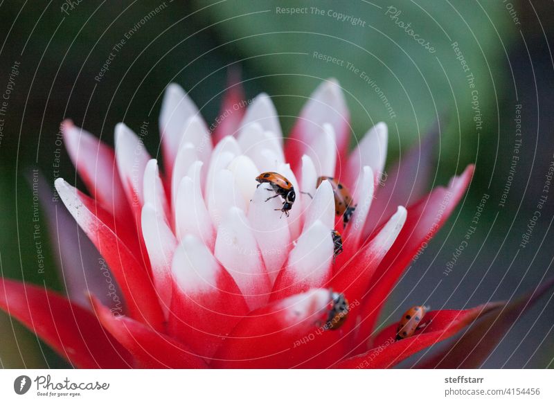 Red and white bromeliad flower with a Convergent lady beetle Ladybug convergent lady beetle Hippodamia convergens insect red black dots red ladybug wildlife