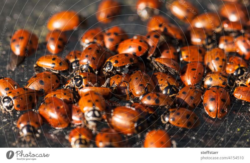 Hibernating cluster of Convergent lady beetle Ladybug convergent lady beetle Hippodamia convergens insect red black dots red ladybug wildlife nature hibernation