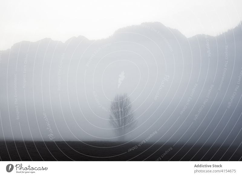 Lonely tree in foggy terrain against mountains gloomy mist lonely landscape minimal gray cold leafless nature environment silent haze weather season solitude