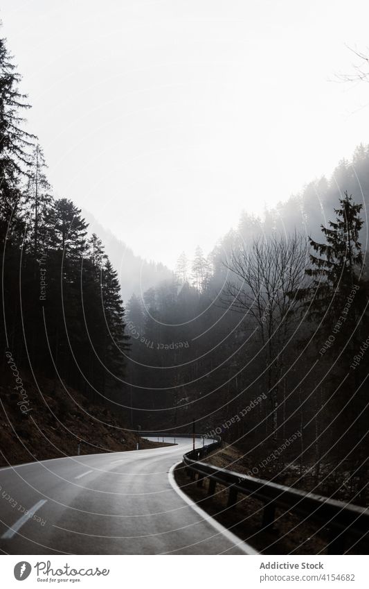 Asphalt road through forest in mountainous terrain asphalt curve fog roadway nature landscape mist route travel environment path empty coniferous tree roadside