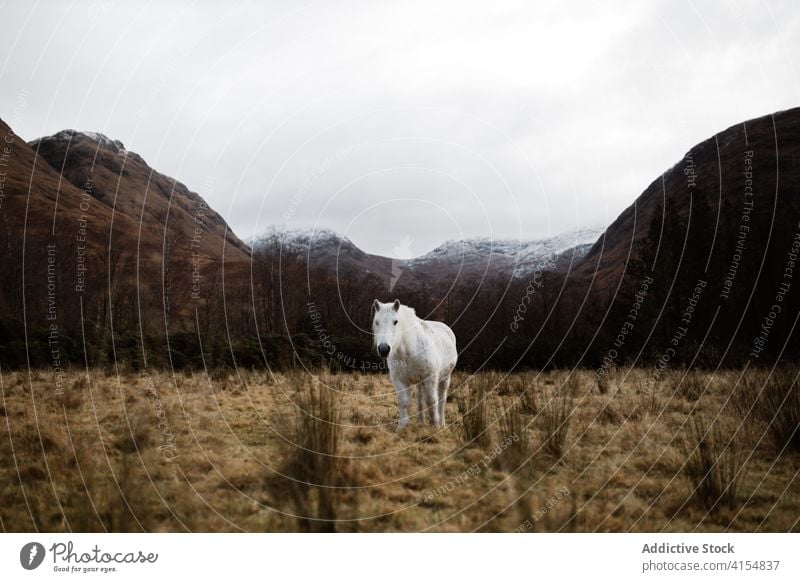 Horse grazing in meadow in mountains horse graze highland field pasture wild animal equine gloomy scottish highlands scotland uk united kingdom dried valley