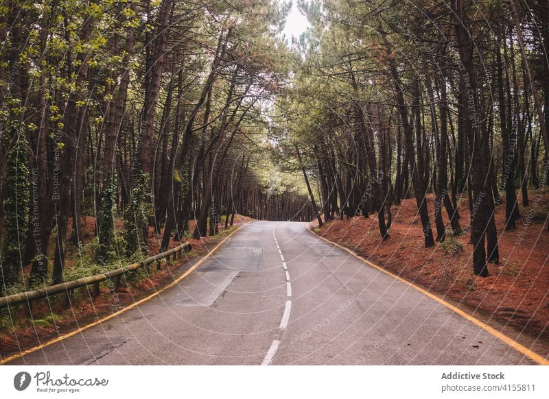 Winding asphalt road through forest curve tree nature empty wind roadway narrow travel countryside path route environment woods destination tourism trip foliage