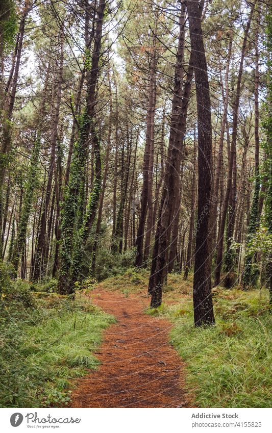 Narrow pathway in green forest trail coniferous woods summer nature landscape tree environment woodland scenery plant wild foliage pine empty route flora trunk