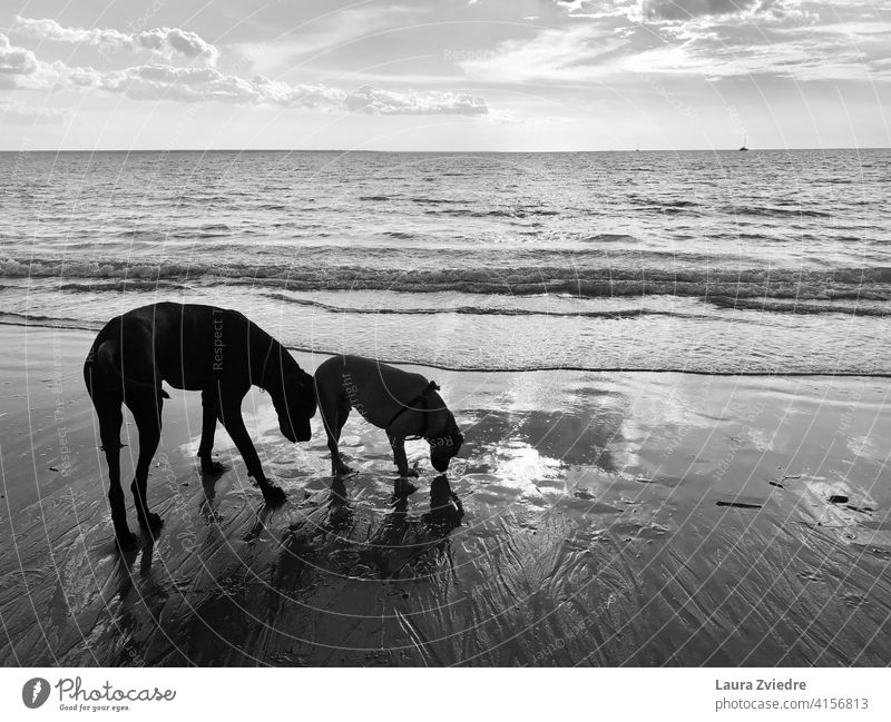 Dogs on the beach enjoying walk dogs breed of dog breed dog family dog Beach Animal Dog walk Great Dane Animal portrait Sniff sniffing dog sniffing shadows