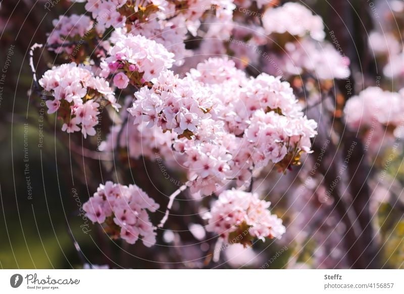 Sea of Cherry Blossoms - a Royalty Free Stock Photo from Photocase