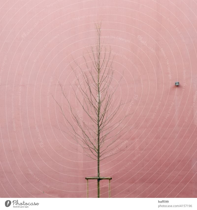 a bare young tree with timid buds in front of a pink wall with spotlight - urban springtime Spring bare tree bare trees Minimalistic Pink Branches and twigs