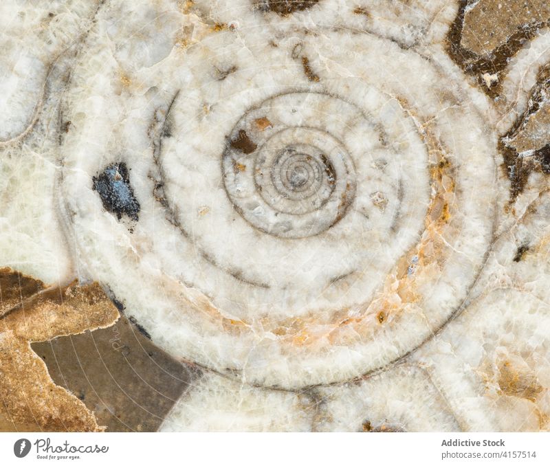 Close up of goniatite fossil Devonian Goniatite Morocco ancient brown chambers closeup cross-section extinct fossilized horizontal macro macrophotograph marine
