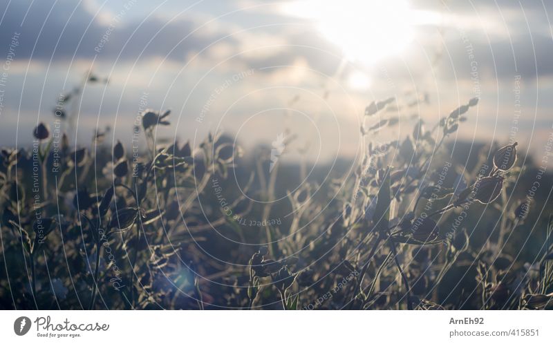 summer Nature Landscape Plant Sky Clouds Sun Sunlight Summer Beautiful weather Flower Grass Bushes Wild plant Field Warmth Yellow Gold Warm-heartedness