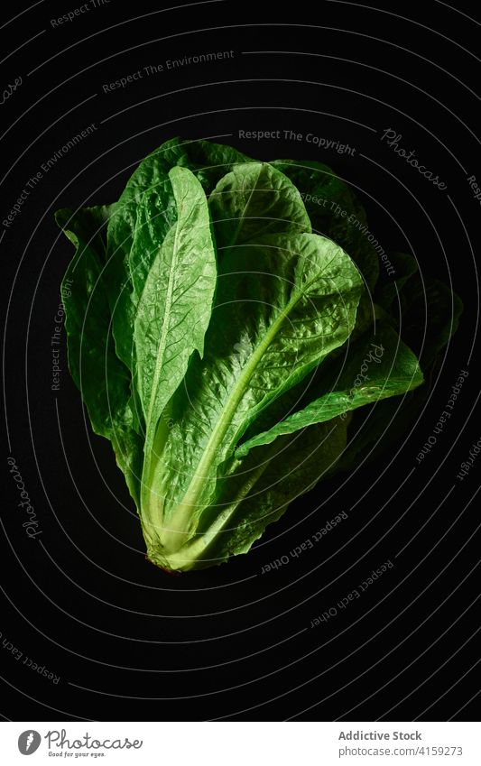 A head of fresh romaine salad food organic ingredient healthy vegetable green natural vegetarian lettuce leaf raw plant agriculture freshness diet nature eating