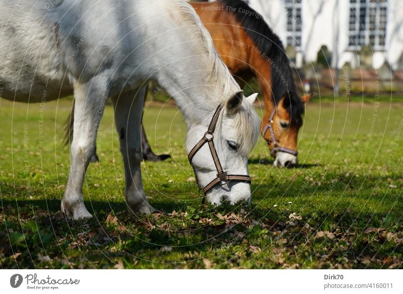 Best mower discount for horse pasture