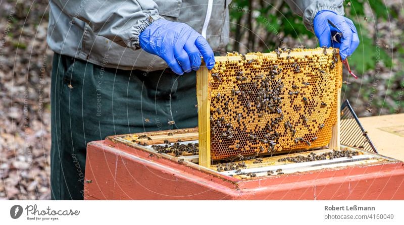 a beekeeper works with honeycombs that are full of bees Bee-keeper Honey Honeycomb Bee Box Honey bee Beehive cute frame amass Western honey bee bee hives Yellow
