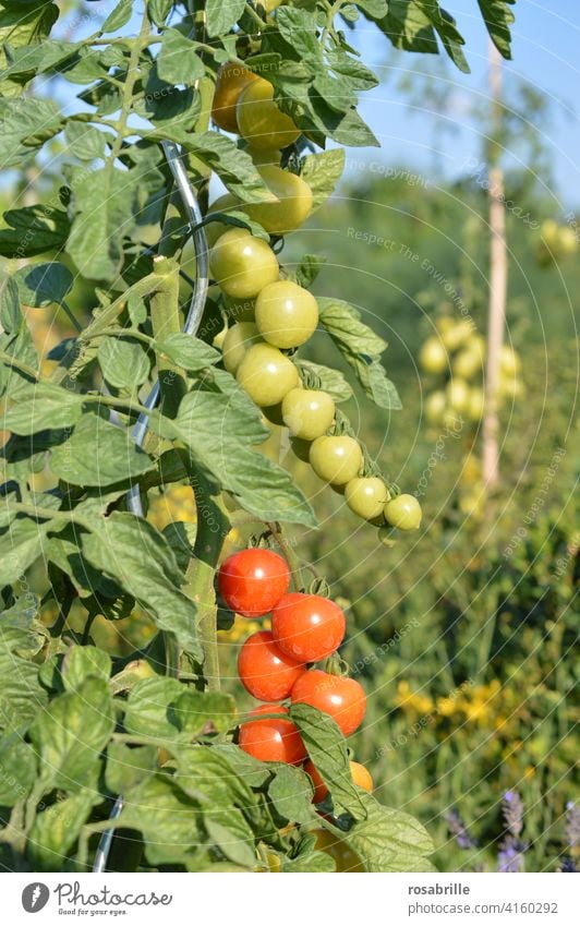 green, yellow, red | tomatoes in different degrees of ripeness Tomato tomato plant Mature Immature Tire Plant wax Garden Gardening do gardening Vegetable