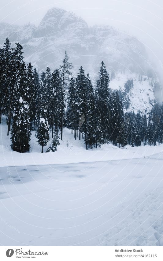 Frozen river in winter coniferous forest snow frozen cold landscape wild snowfall blizzard nature spruce tree woods woodland environment frost silent weather