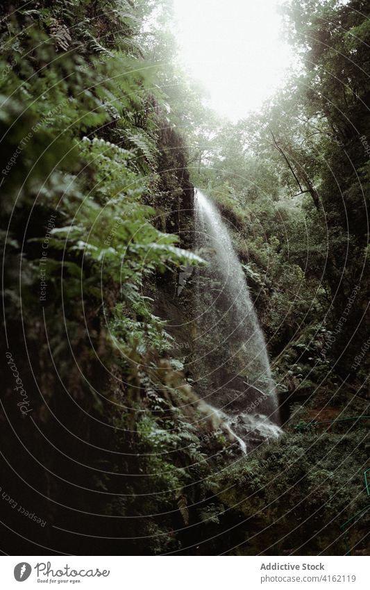 Waterfall in green forested mountains waterfall gorge nature stream landscape wild picturesque scenery flow environment plant river fresh creek tree range slope