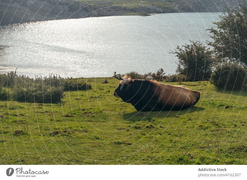 Aubrac cattle grazing on lush pasture aubrac cow graze animal farmland livestock mammal zoology red meadow field nature rural countryside domestic herd