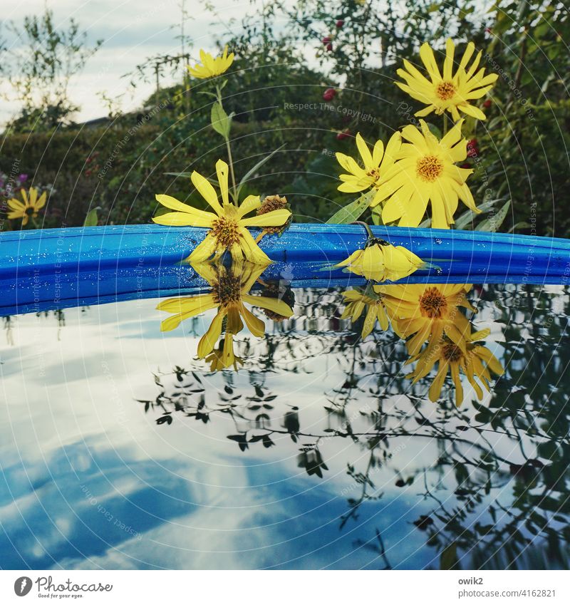 aquatic plants water heater Blossom Blossoming Water reflection Many Yellow marguerites flowers Surface of water Horticulture Plant Beautiful weather Nature