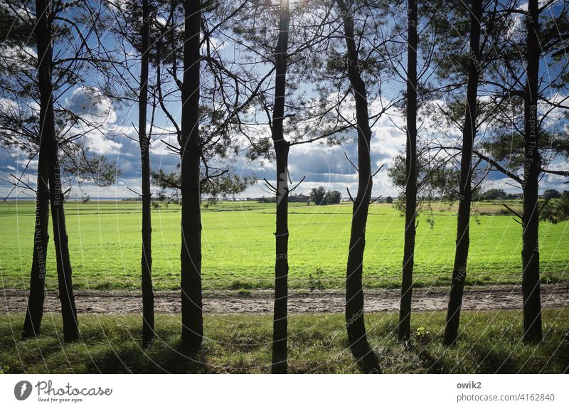 Transparent Tree Idyll Arrangement Deserted Colour photo Exterior shot Silhouette Day accurate Orderliness Cordon Grass Growth Stand Lanes & trails Horizon