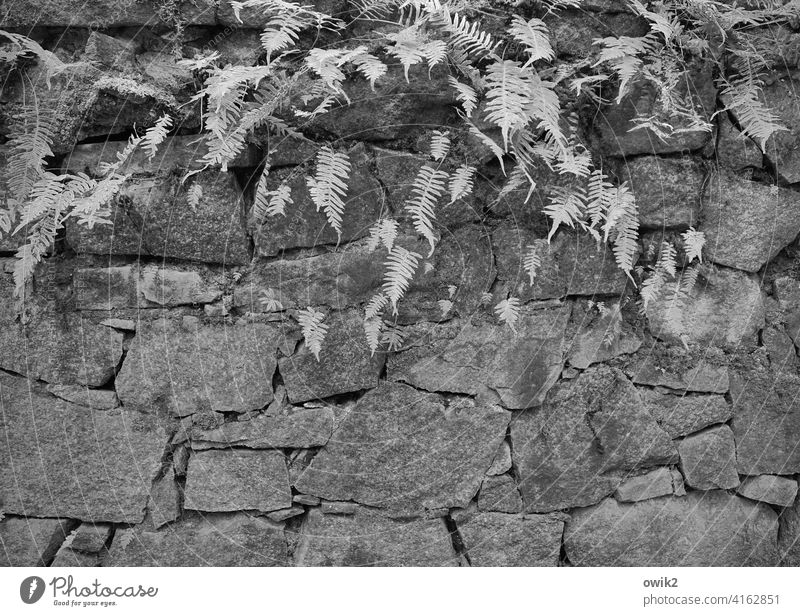 Stones and ferns Environment Nature Plant Exterior shot Idyll Pteridopsida Growth Fern Peaceful Calm naturally Colour Guide Wild plant Detail Wall (barrier)