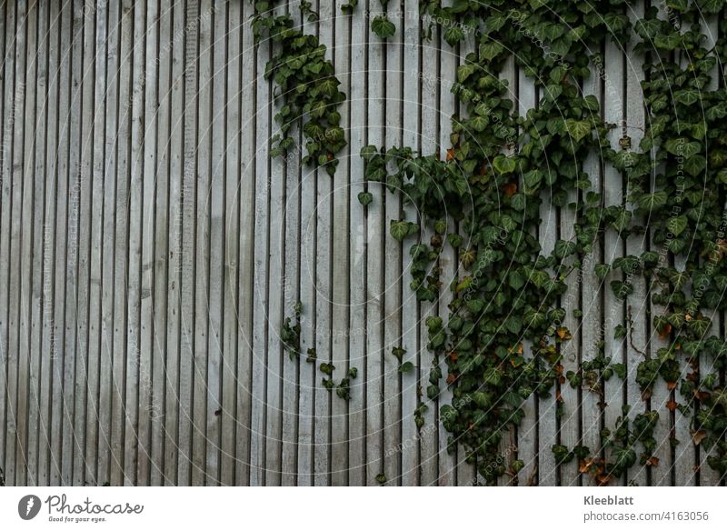 Grey mottled wooden slatted wall through which the ivy is growing - slightly slanted view Wooden slatted wall, natural wood Wood grain Old Colour photo