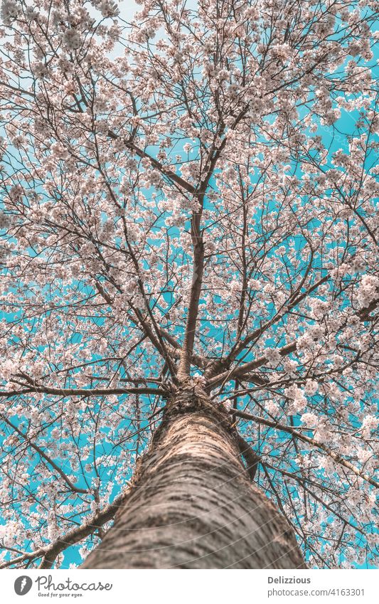 A beautiful cherry blossom tree with perspective from the bottom tree trunk, blue sky wooden sakura japanese flower flowers tradition sping springtime season