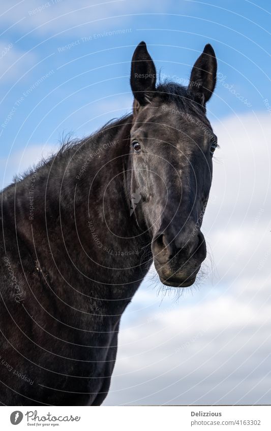 A portrait of a black horse with blue sky with clouds, isolated closeup animal black beauty beautiful nature fast horse mammal farm animal purebred country