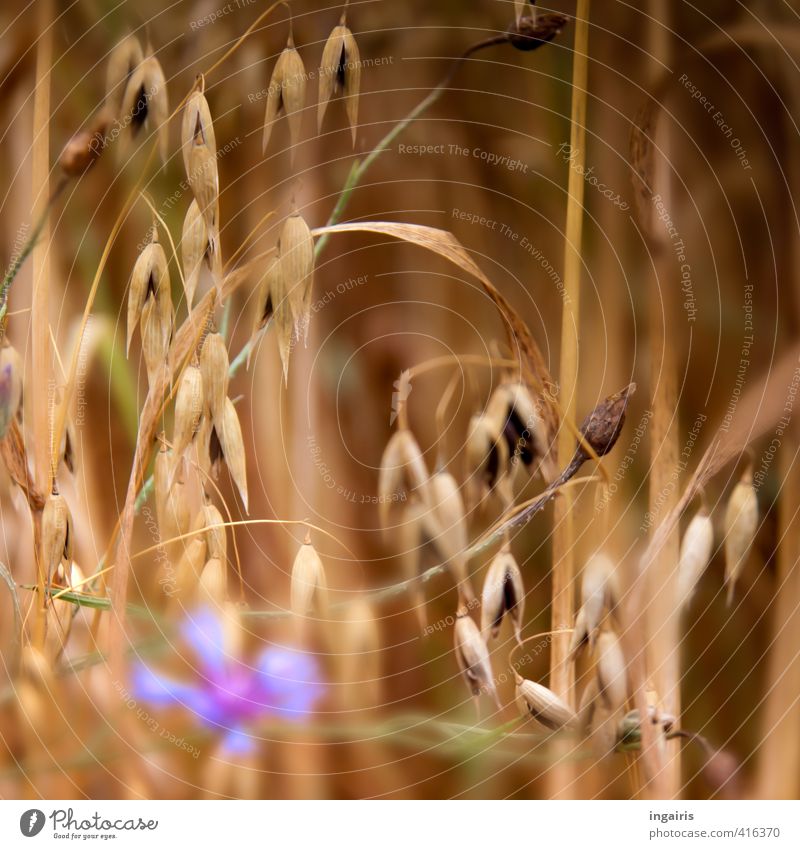 Why, why or who does the oat sting? Agriculture Forestry Nature Summer Plant Flower Agricultural crop Oats Oat flakes Grain Ear of corn Cornflower Field