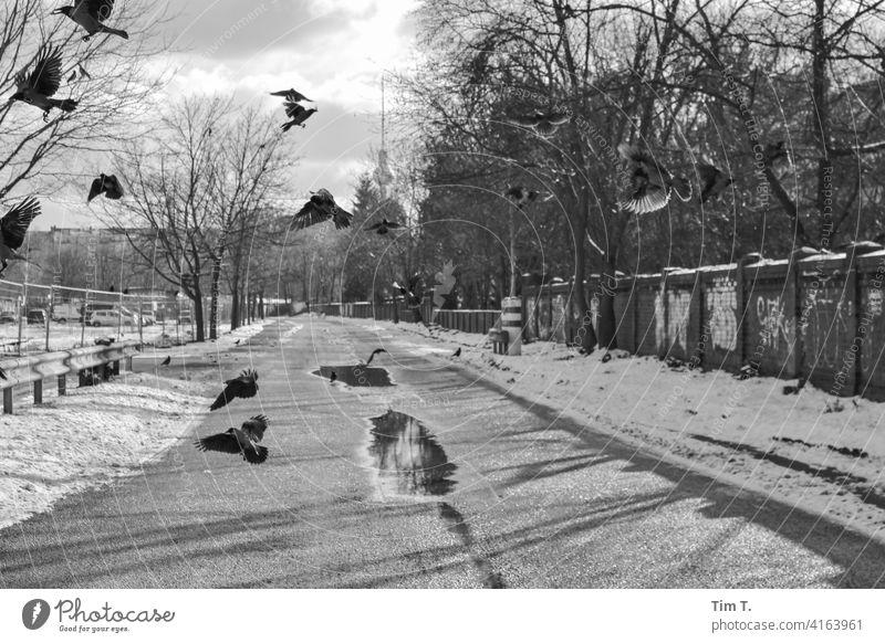 a couple of ravens fly over a lonely path with puddles. wall park Television tower Raven birds Bird Puddle Prenzlauer Berg Lanes & trails Berlin Town