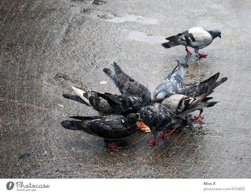 dove Illness Animal Bird Pigeon Group of animals Flock To feed Feeding Dirty street pigeon Pests pigeon plague Plagues Colour photo Subdued colour Exterior shot