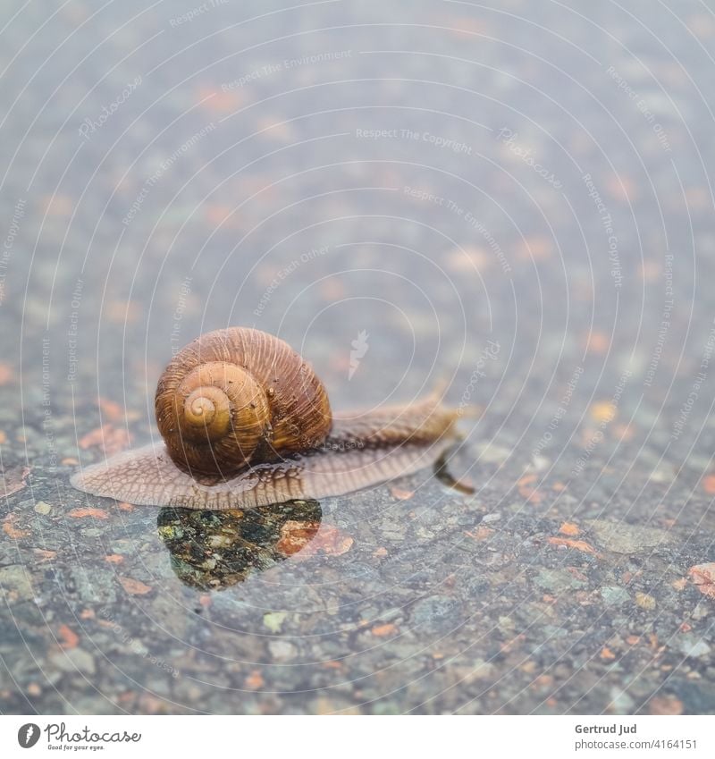 Little snail crosses the road in the rain Landscape Rainy weather Animal Wet Bad weather Weather Water Exterior shot Colour photo Nature Deserted Day Reflection