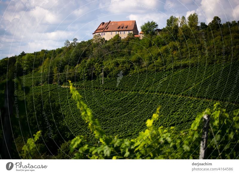 Hoheneck Castle is picturesquely situated in the middle of the Ipsheim Wine Trail in the Frankenhöhe Nature Park. Vineyard Wine growing Deserted Autumn