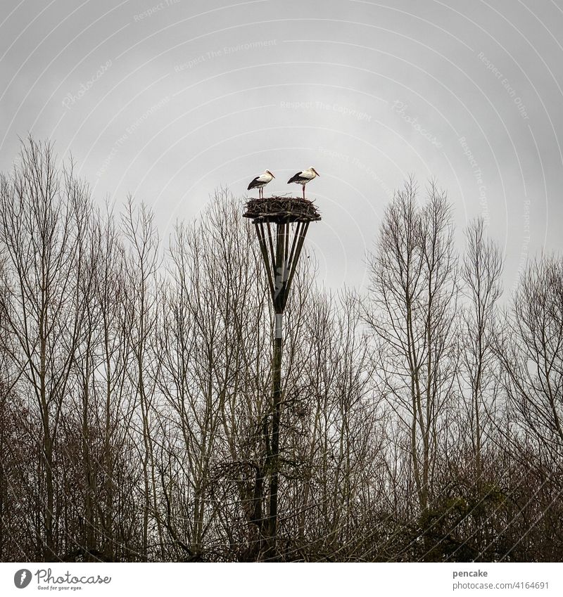 jetzt bist du aber mal dran! Nest Storch zwei Paar hoch Nachwuchs Frühling Vogel