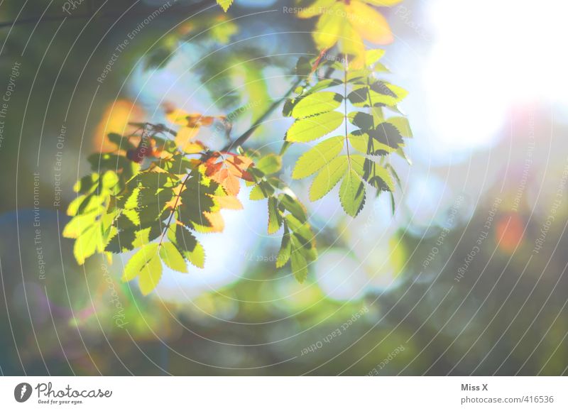 rowan in the morning light Autumn Leaf Multicoloured Autumn leaves Autumnal colours Branch Twig Ash-tree Blur Early fall Automn wood Colour photo Exterior shot