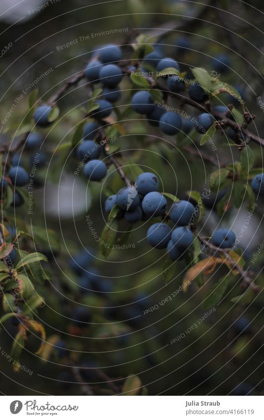 Blue blackthorn berries on the bush with green leaves shrub Nature Green Forest Dull dark blue Exterior shot Close-up naturally Plant Autumn Blackthorn