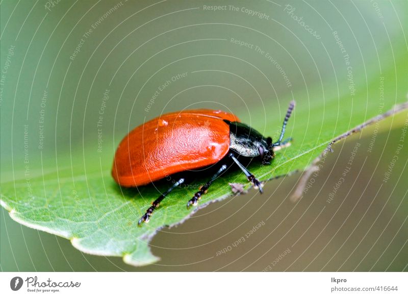 he side of wild red cercopidae vulnerata coc Summer Garden Nature Plant Grass Leaf Switch Paw Line Wild Brown Gray Green Red Black White Colour Ladybird