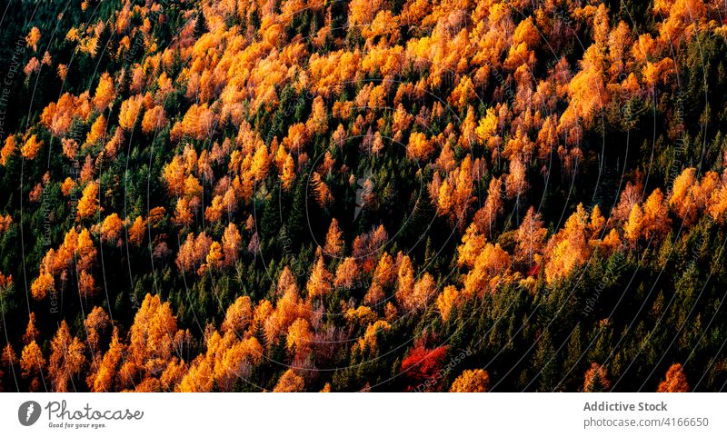 Colorful dense autumnal forest landscape colorful tree coniferous fall woods woodland season nature foliage environment background scenic plant wild lush flora