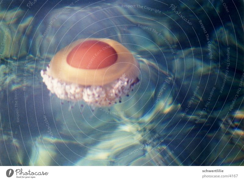 Jellyfish or fried egg Ocean Water surface absorption