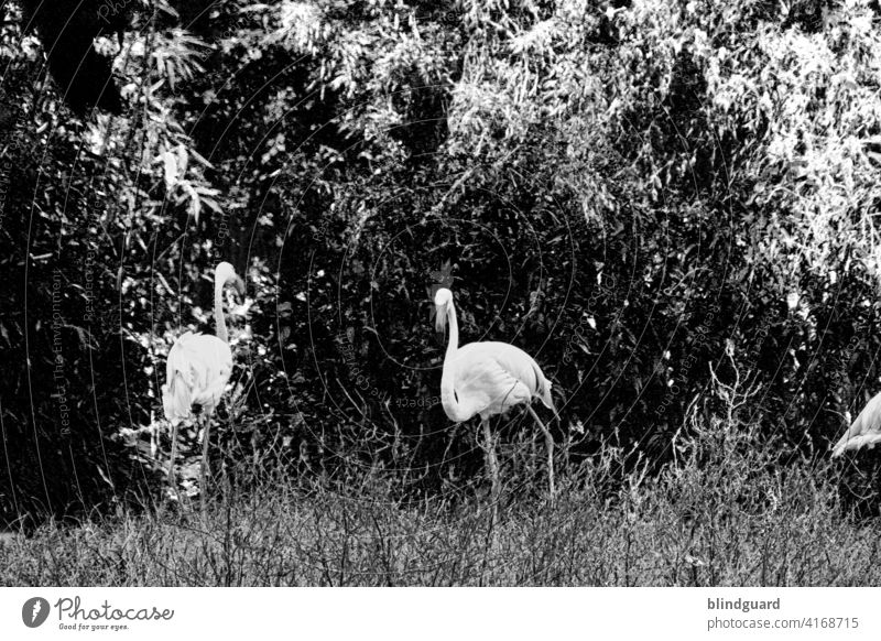 Pink in black and white Flamingo birds Bird Colour photo Exterior shot Nature Animal Wild animal Exotic Feather Day Beak Deserted Grand piano Zoo Contrast