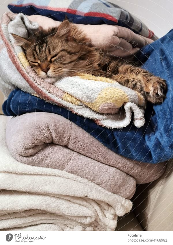 Cats just know how to live. This one loves to snuggle through and under blankets. Pelt Animal Pet Domestic cat Paw Mammal Cute Lie Cuddly Whisker Cat's head