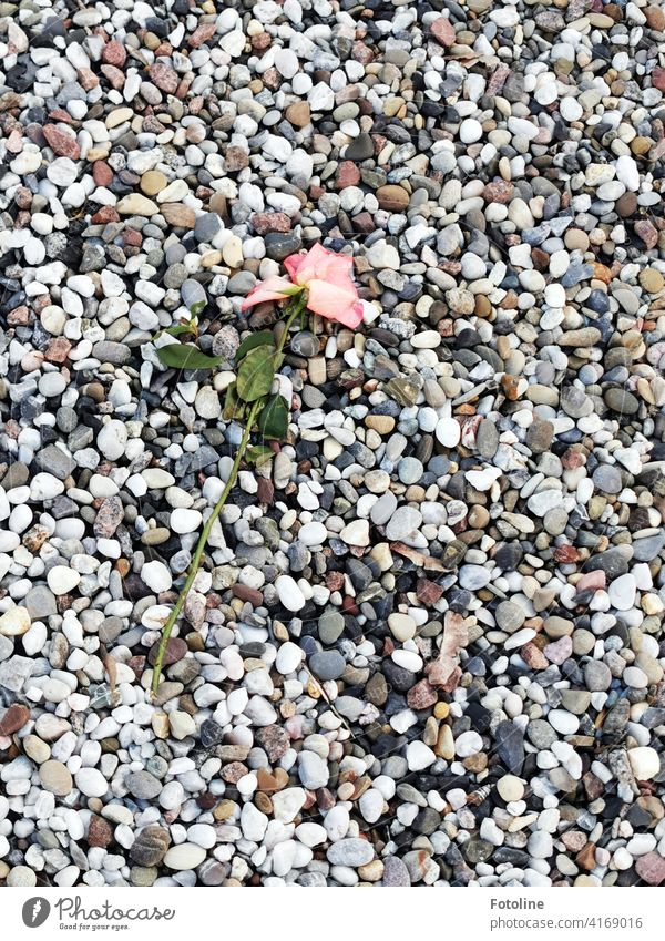 A wilting rose lies on countless stones. pink Flower naturally Pink Plant Blossom Colour photo Nature Exterior shot Deserted Close-up Day Green Detail fading