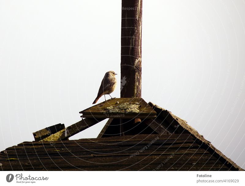 A robin is on the lookout for a suitable house on a wooden roof. Well, or for another robin. Bird Exterior shot Animal Nature Colour photo 1 Day Environment
