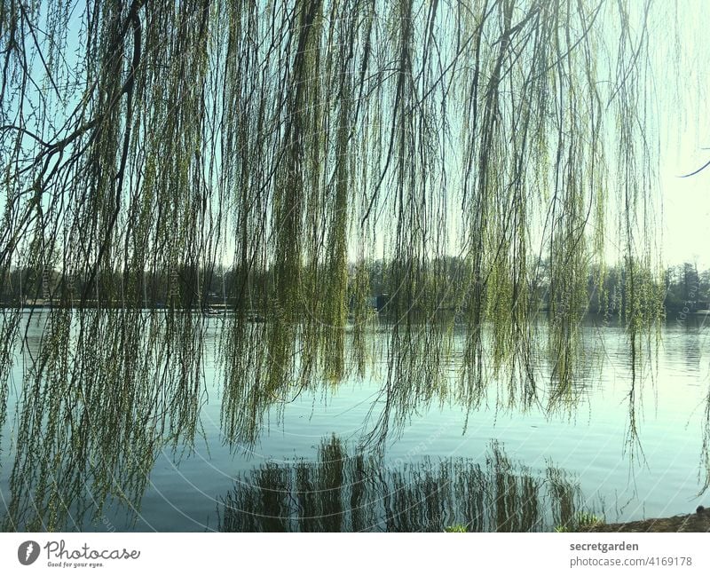Don't hang! Banks of the Alster Hamburg Tree Weeping willow Green Water Blue Hang Reflection Colour photo Exterior shot Lake Deserted Day Sky Calm atmospheric