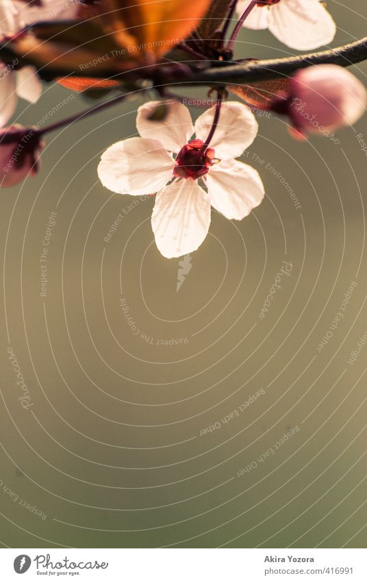 The other side. Plant Spring Tree Leaf Blossom Observe Blossoming Brown Green Pink Red White Spring fever Romance Beginning Nature Cherry tree Cherry blossom