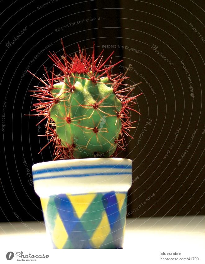 Little Punk Red Thorny Green Pot Cactus Plant Small pointy