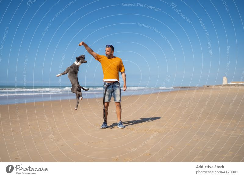 Man playing with dog on beach man owner pitbull playful having fun seashore entertain male sunny ocean jump animal nature coast joy friendship canine guy pet